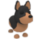 Australian Kelpie