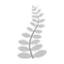 White Fern
