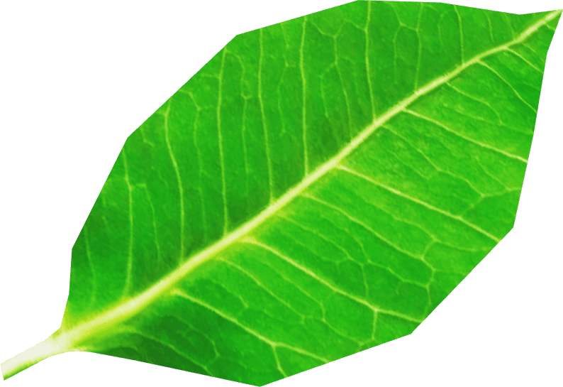 Little Leaf
