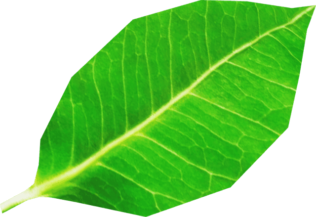 Little Leaf