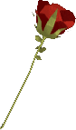 Red Rose