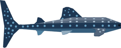 Whale Shark Boat