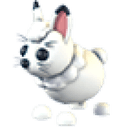 Arctic Hare