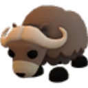 Musk Ox