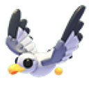Seagull