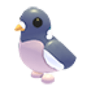 Wood Pigeon