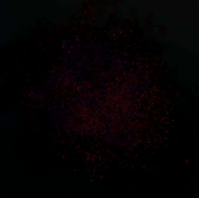 Bloodrot
