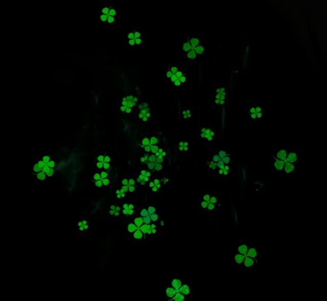 Clovers