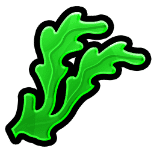 Kelp