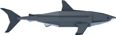 Great White Shark