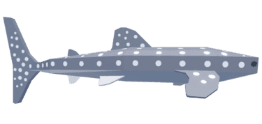 Whale Shark