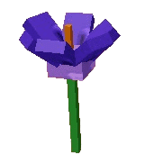 Crocus