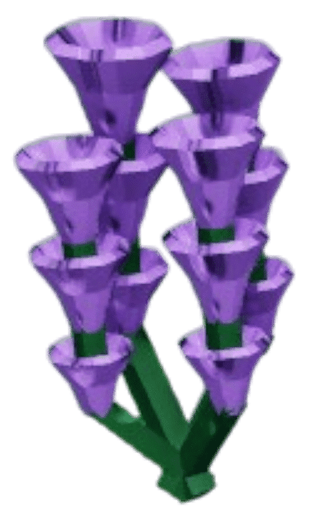 Lavender