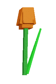 Orange Tulip