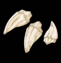 Dragon Fang