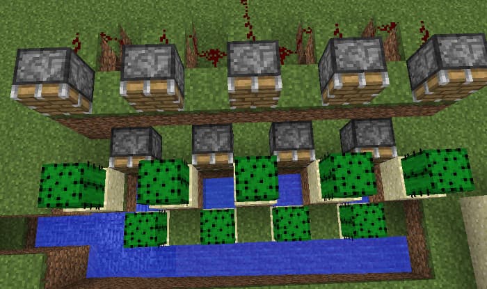 cactusFarm4