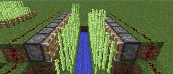 sugarcaneFarm