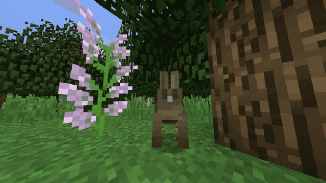 Rabbit