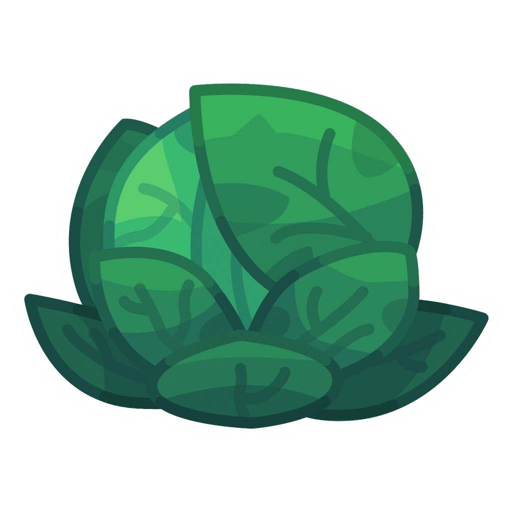 Cabbage