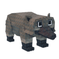 Coati