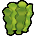 Kelp