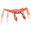 Spider Crab