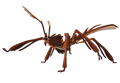 Cimidstik