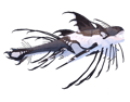 Magnacetus