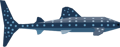 Whale Shark Boat