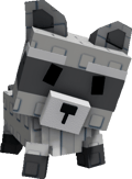 Raccoon