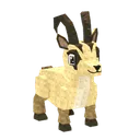 Alpine Chamois