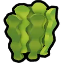 Kelp