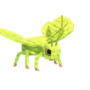 Phylliidae