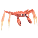 Spider Crab