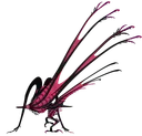 Xymorax