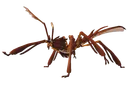 Cimidstik