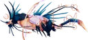 Nyxasolyx