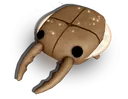 Tubert Beetle