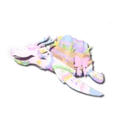 Basketback Tortoise
