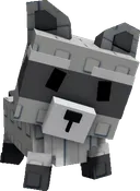 Raccoon