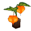 Kweebec Candle