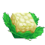 Plant Crop Cauliflower Item