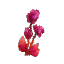 Blood Rose