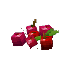 Wild Berries