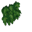 Wall Ivy