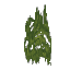 Dark Green Hanging Moss