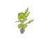 Birch Sapling