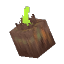 Onion Bulb