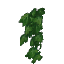 Ivy