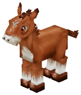 Horse Foal